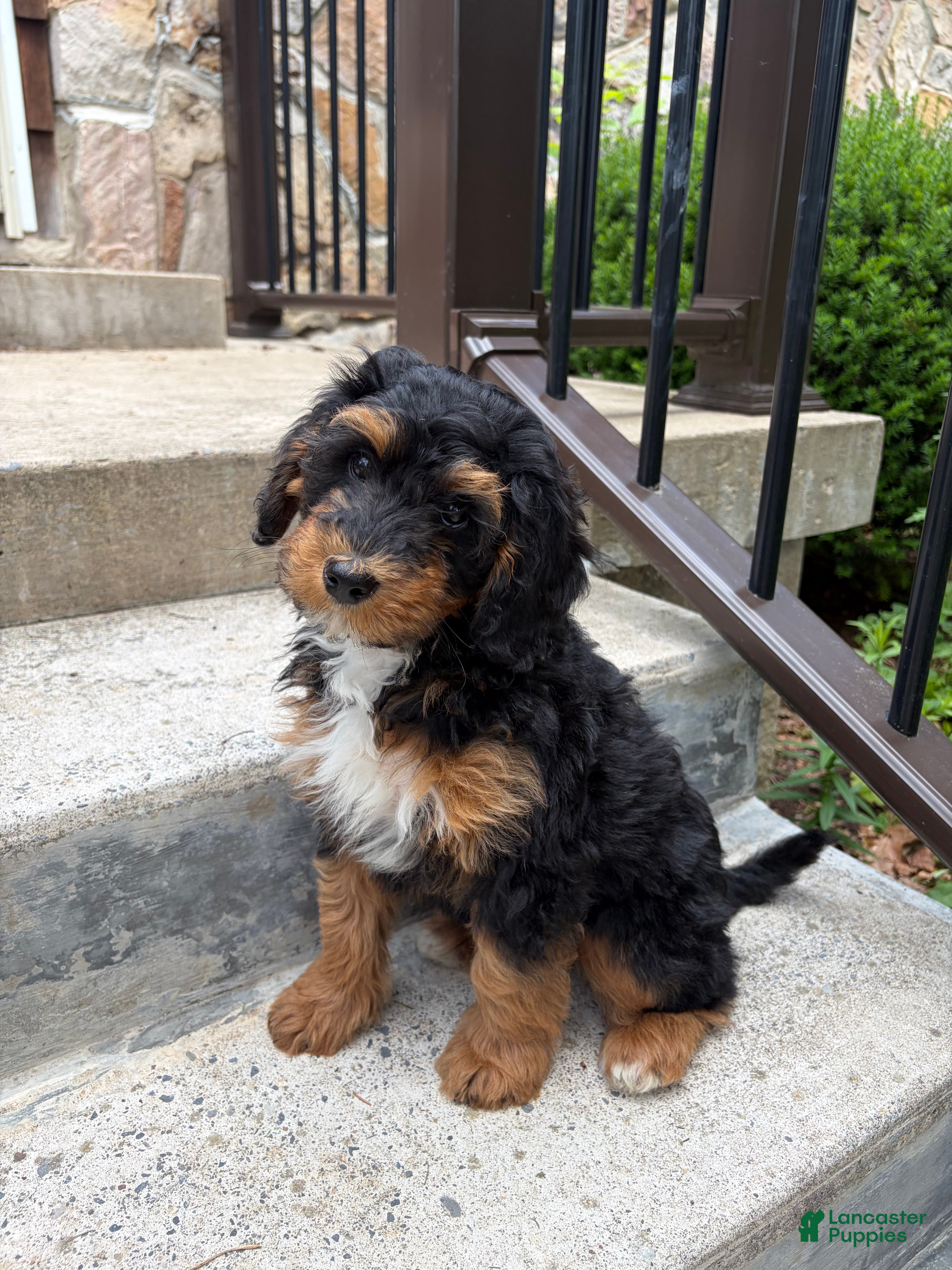 Mini Bernedoodle dogs Violet - Ad 1