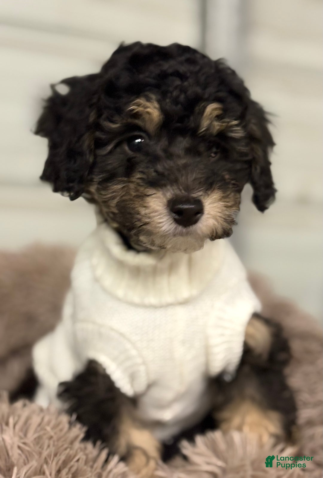 Miniature Poodle dogs for sale: Natalie - Ad 2
