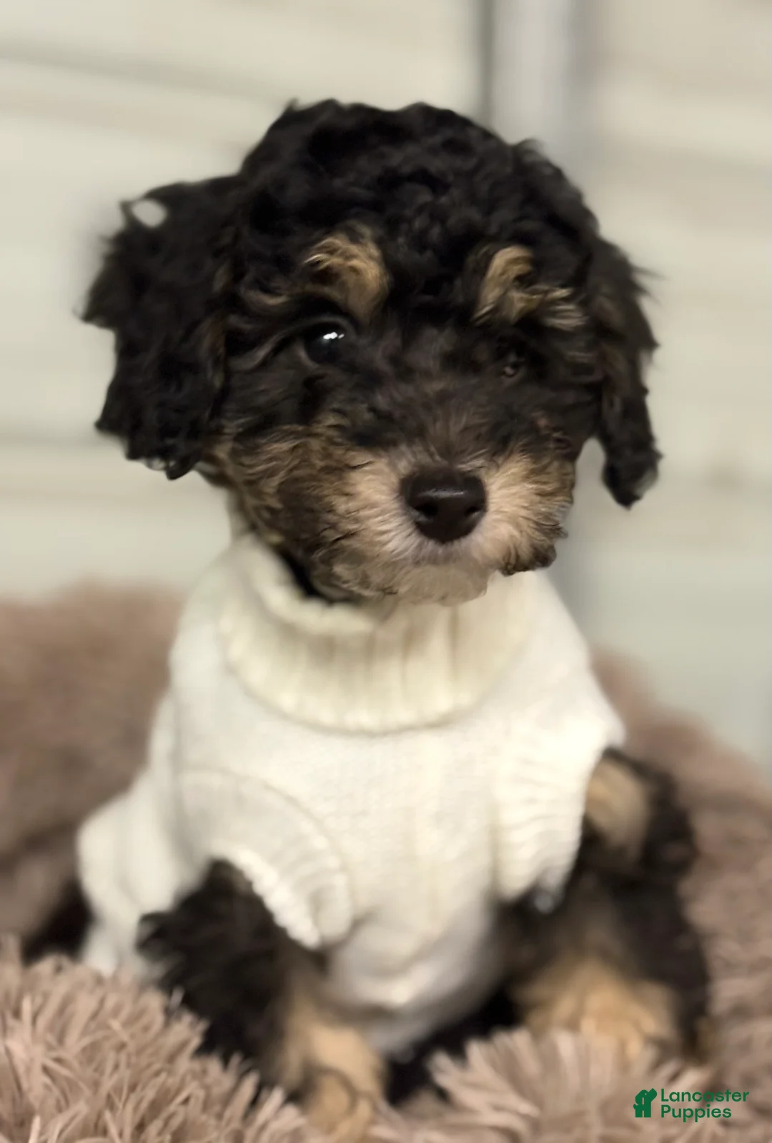 Miniature Poodle dogs for sale: Natalie - Ad 2