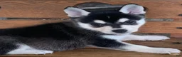Alaskan Klee Kai dogs for sale: Storm - Toy Size Mini Husky Boy - Ad 6