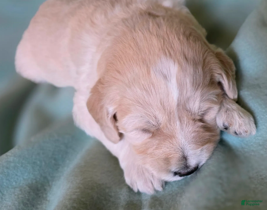 Goldendoodle dogs Clara - Ad 2