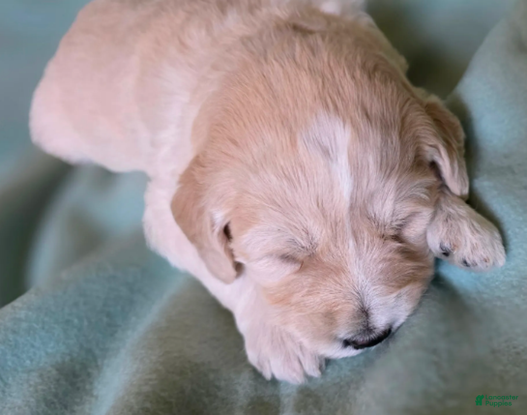 Goldendoodle dogs for sale: Clara - Ad 2