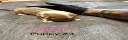 Welsh Corgi Pembroke dogs for sale: Welsh Corgi Pembroke 3 - Ad 3