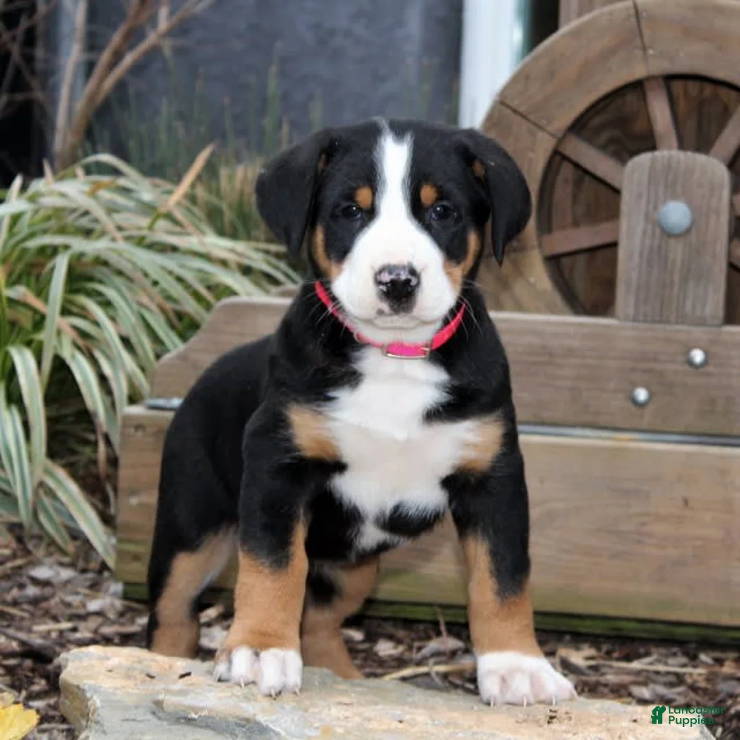 Gallery Image {{count}}