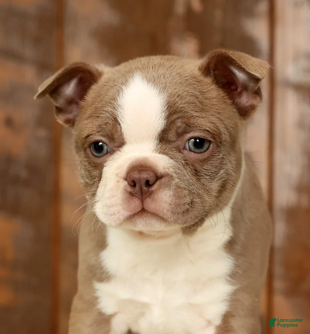 Boston Terrier dogs for sale: Ricky - Ad 9