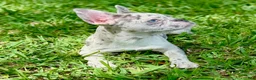 French Bulldog dogs for sale: Cali - Ad 3