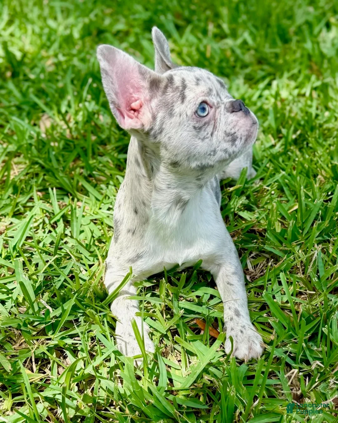French Bulldog dogs for sale: Cali - Ad 3