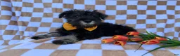 Miniature Schnauzer dogs for sale: Jasper - Ad 4