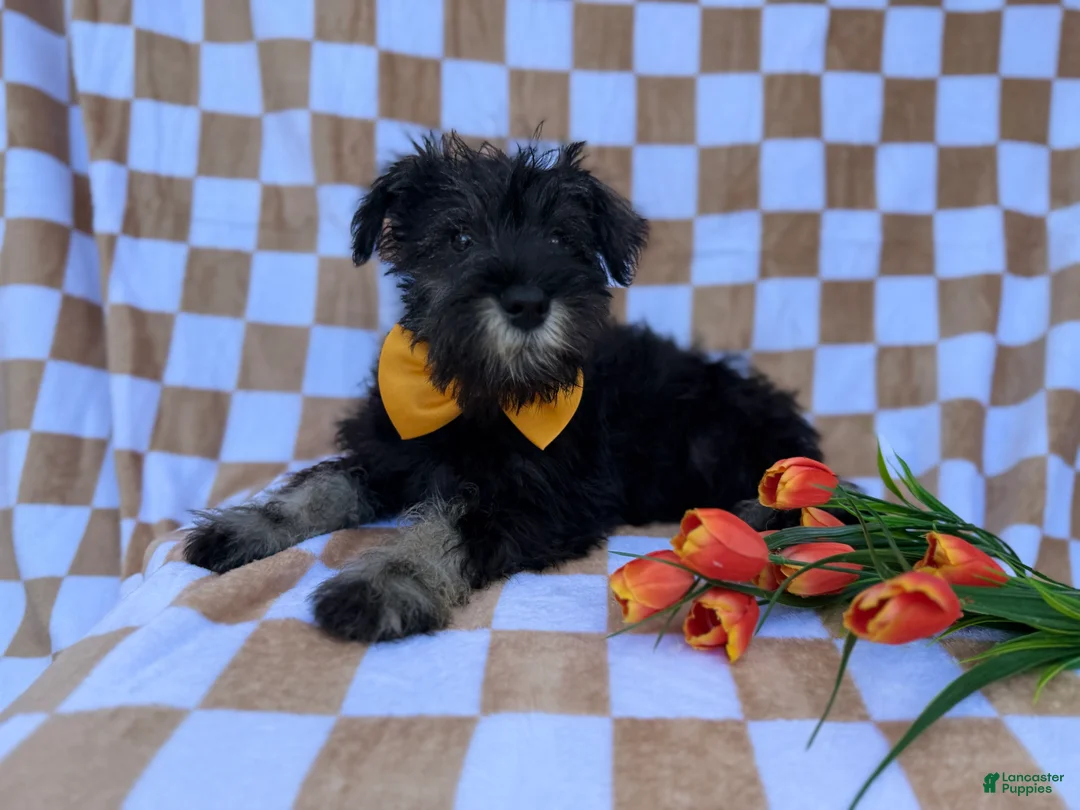Miniature Schnauzer dogs for sale: Jasper - Ad 4