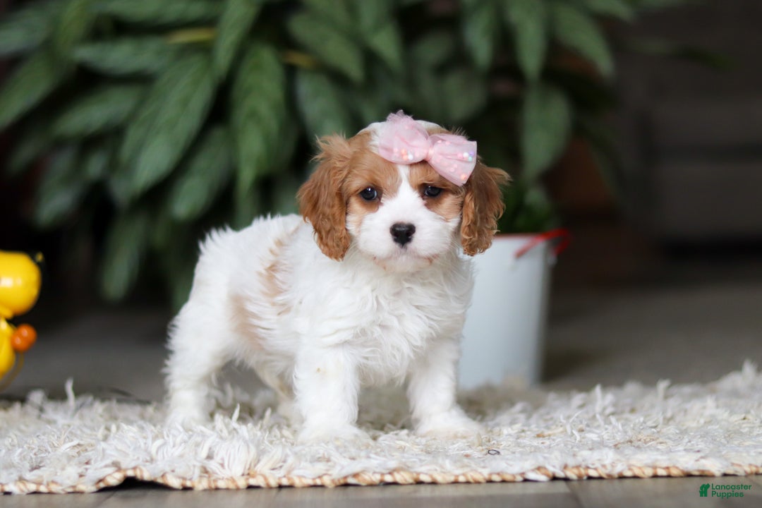 Cavapoo dogs for sale: Rita - Ad 6