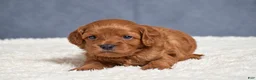 Cavapoo dogs for sale: Faith - Ad 8