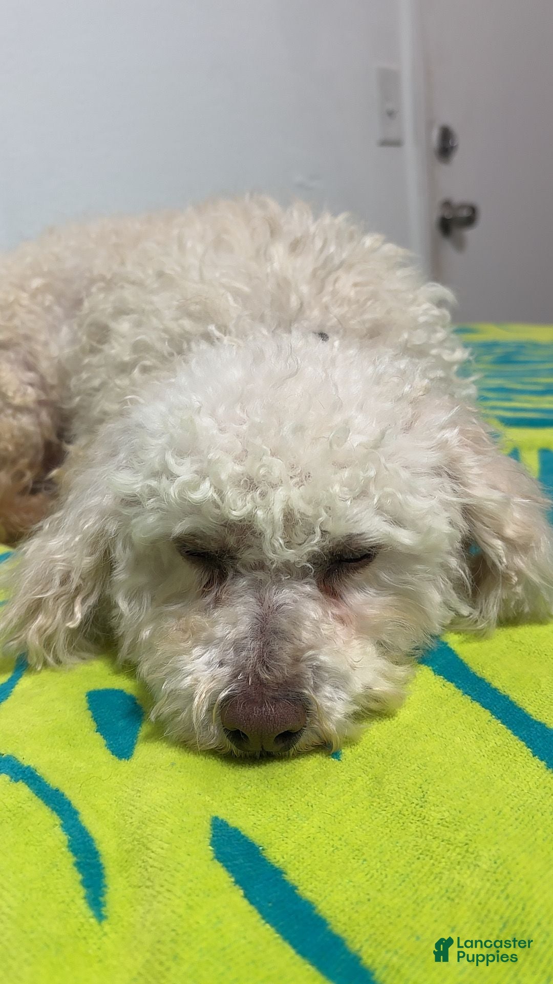 Miniature Poodle dogs Molly - Ad 41