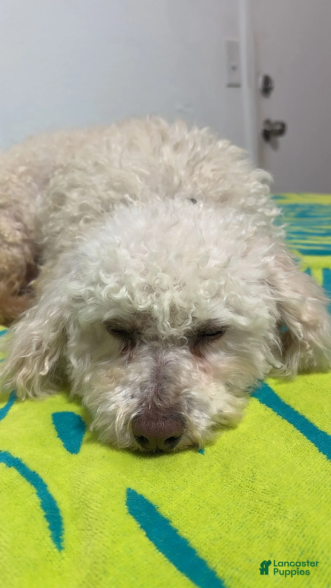 Miniature Poodle dogs for sale: Molly - Ad 1