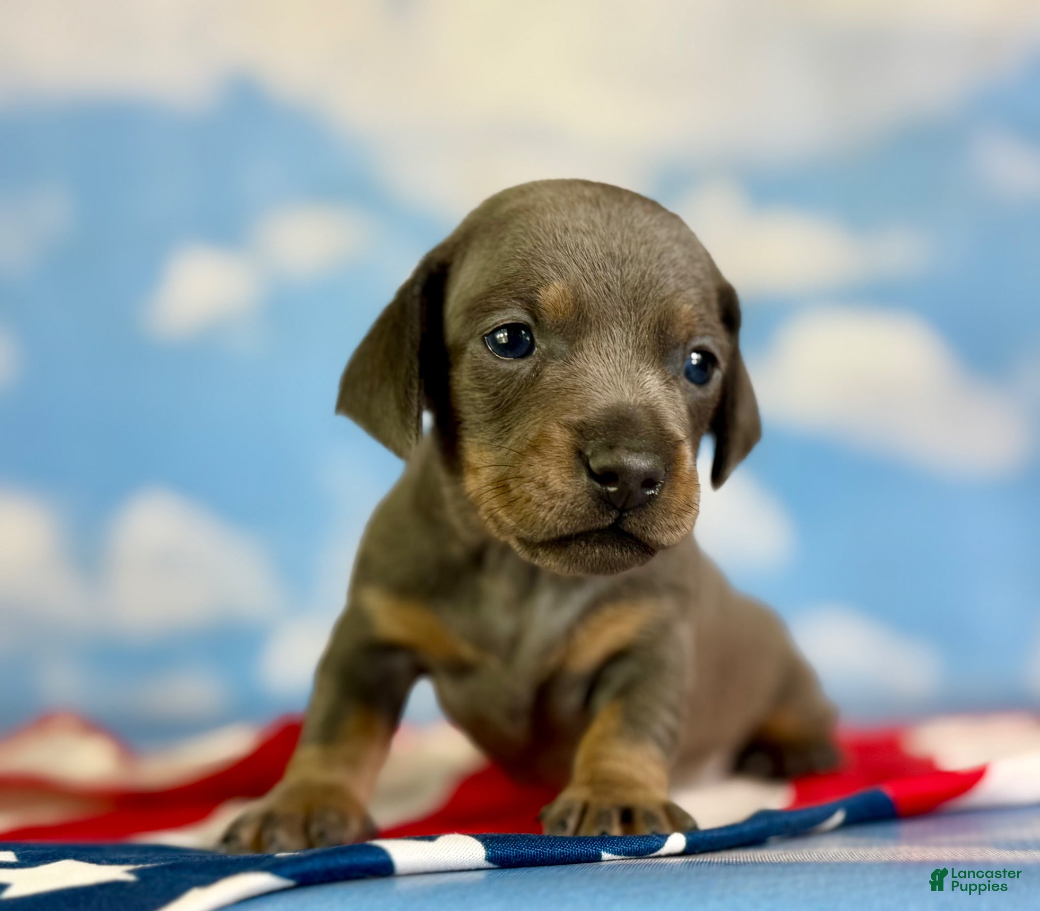Miniature Dachshund dogs Akc Primrose SH blue and tan DNA OFA - Ad 1
