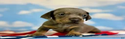 Miniature Dachshund dogs for sale: Akc Primrose SH blue and tan DNA OFA - Ad 1