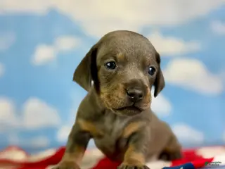 Miniature Dachshund dogs for sale: Akc Primrose SH blue and tan DNA OFA - Ad 4