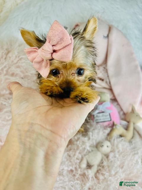 Yorkshire Terrier dogs Yorkshire Terrier Puppy 1 - Ad 1