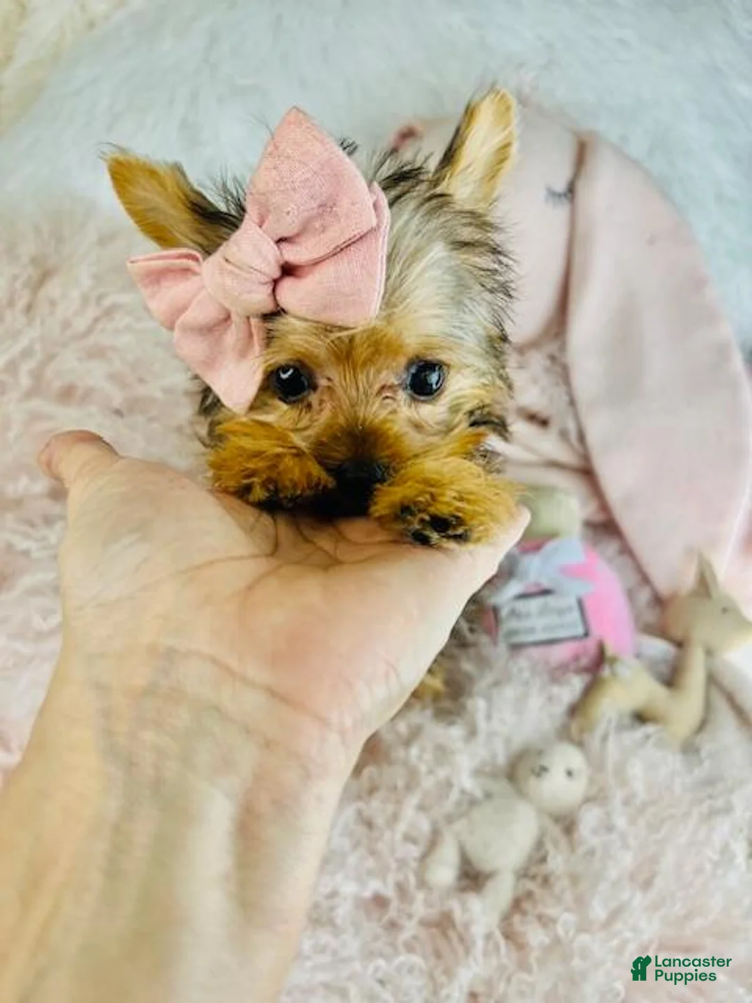 Yorkshire Terrier dogs for sale: Yorkshire Terrier Puppy 1 - Ad 1
