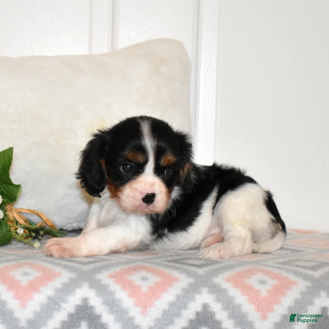 Cavalier King Charles Spaniel dogs for sale: Cookie  - Ad 6
