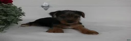 Yorkshire Terrier dogs for sale: Roscoe  - Ad 8