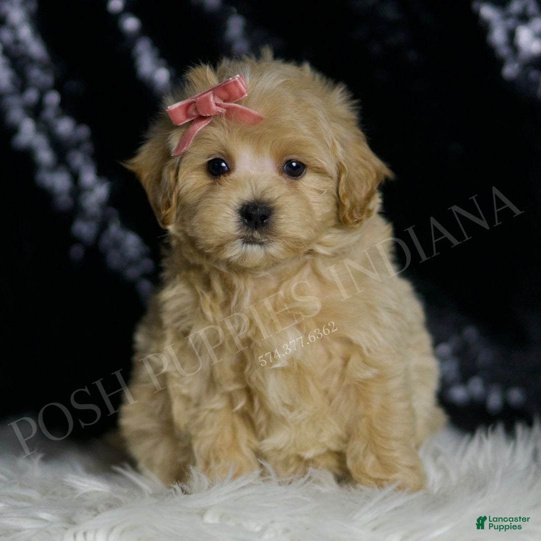 Maltipoo dogs Ruby - Ad 8
