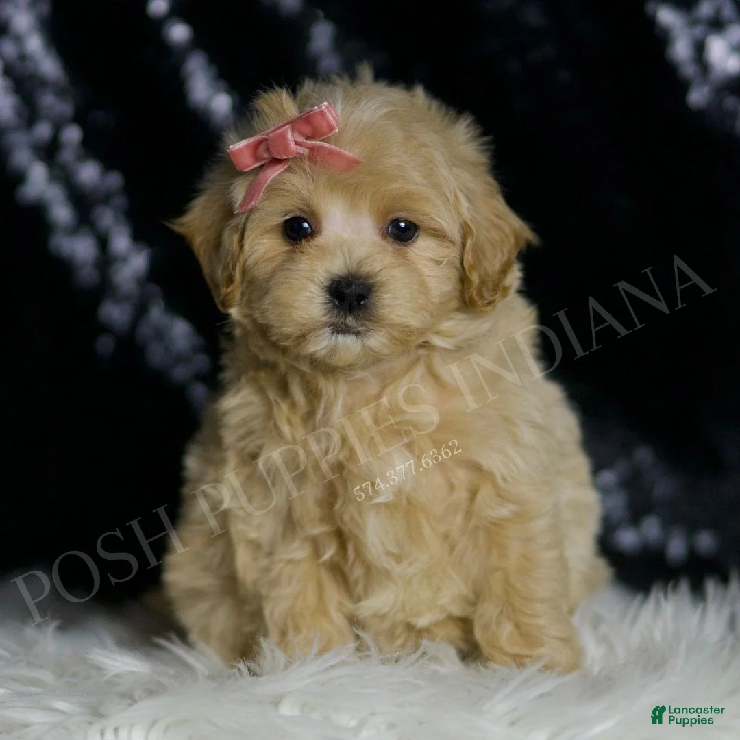 Maltipoo dogs for sale: Ruby - Ad 1