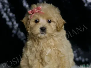 Maltipoo dogs Ruby - Ad 8