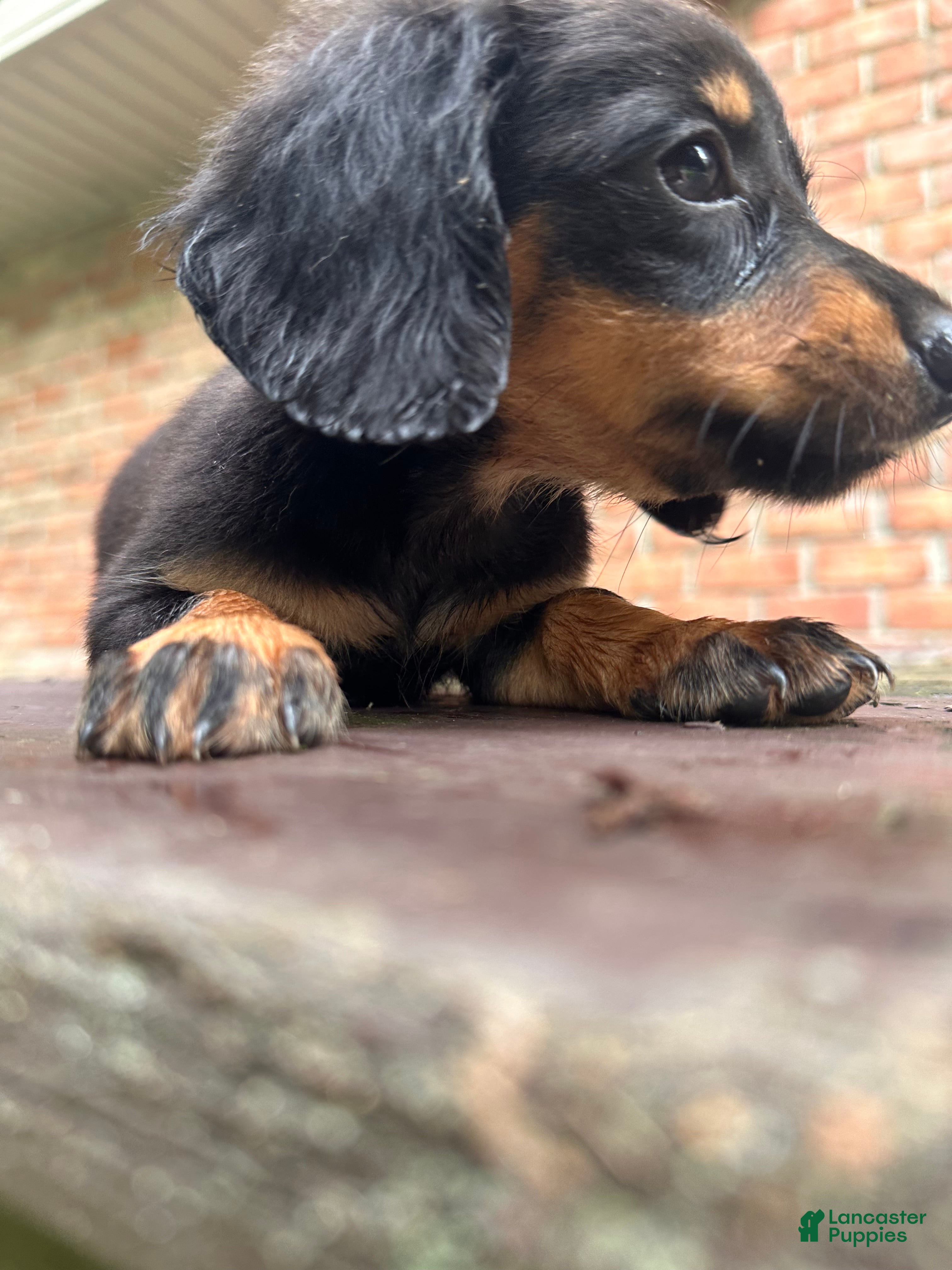 Dachshund dogs Female Three - Ad 1