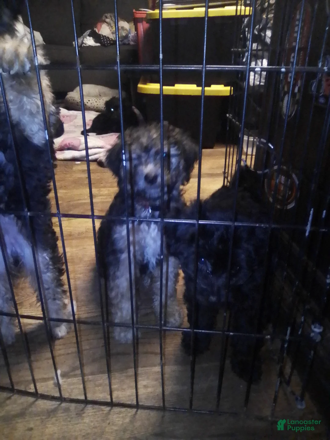 Mini Aussiedoodle dogs for sale: Mini Aussiedoodle Puppy 5 - Ad 1