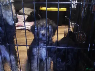 Mini Aussiedoodle dogs Mini Aussiedoodle Puppy 5 - Ad 5