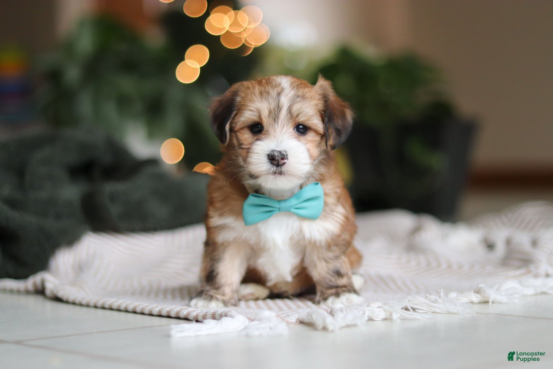 Morkie dogs for sale: Tyson - Ad 10