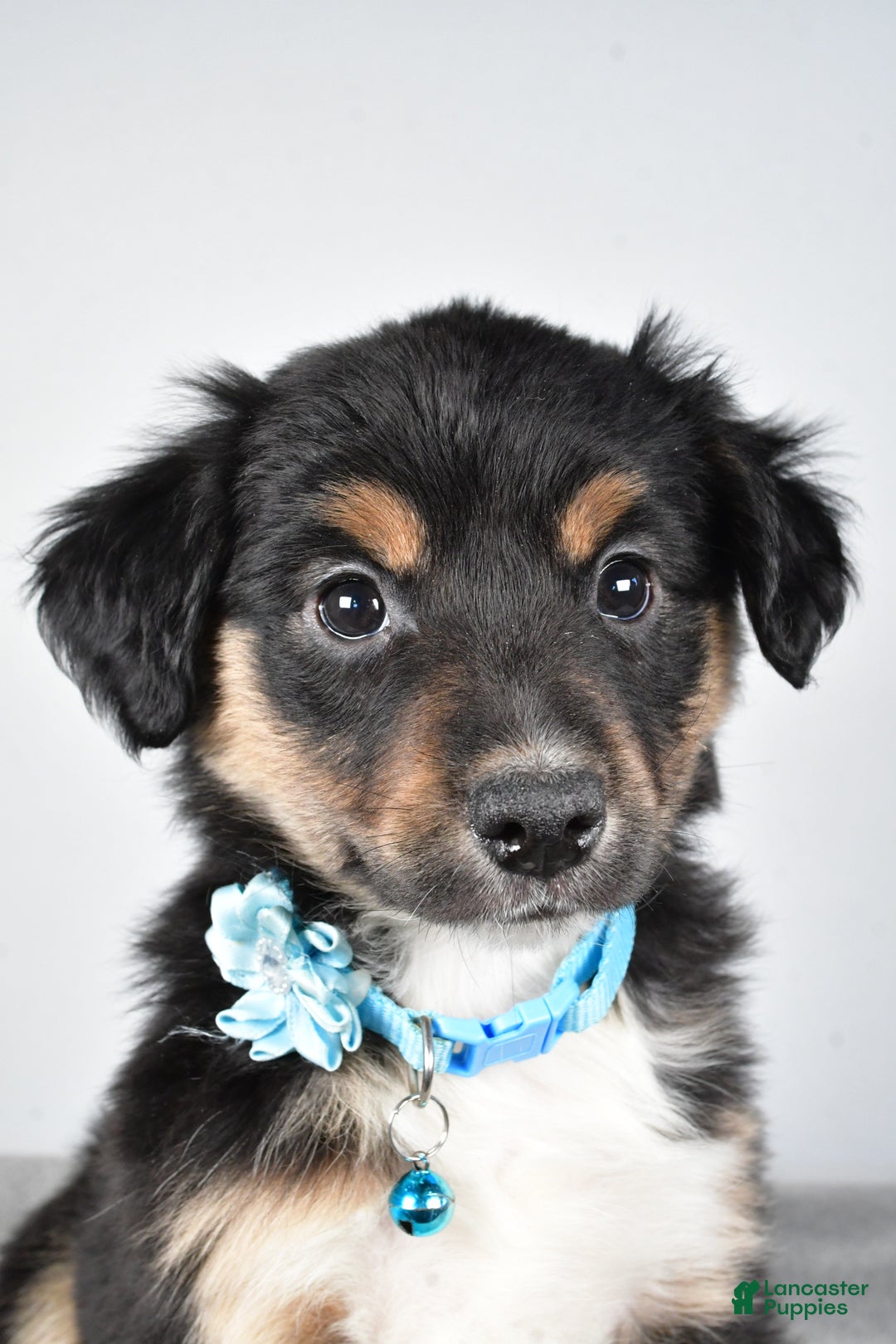 Miniature Australian Shepherd dogs for sale: Ocean - Ad 2