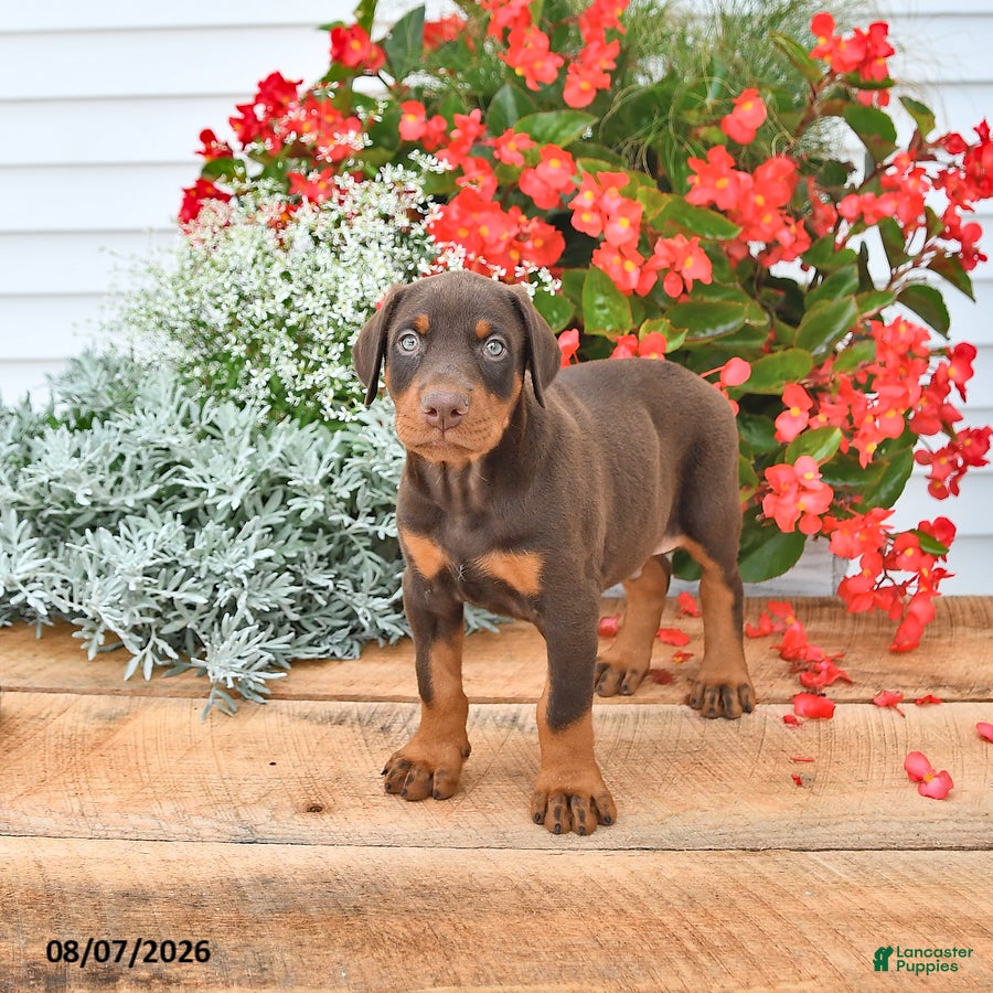 Doberman Pinscher dogs Thor - Ad 1