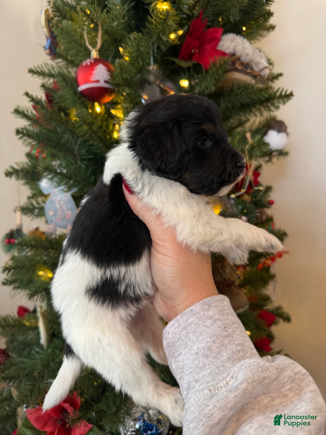 Mixed Breed dogs for sale: Frank - Ad 6