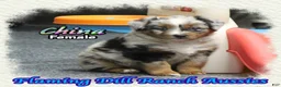 Miniature Australian Shepherd dogs for sale: China - Ad 3
