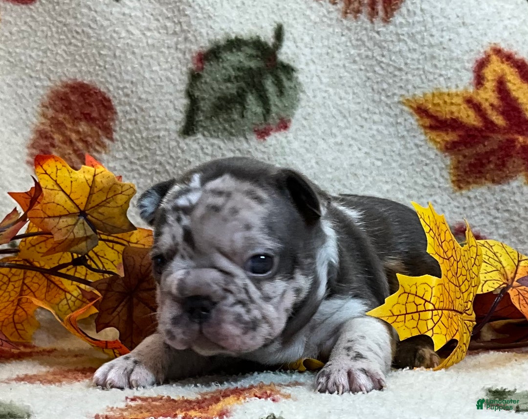 French Bulldog dogs for sale: Arrow - Ad 25