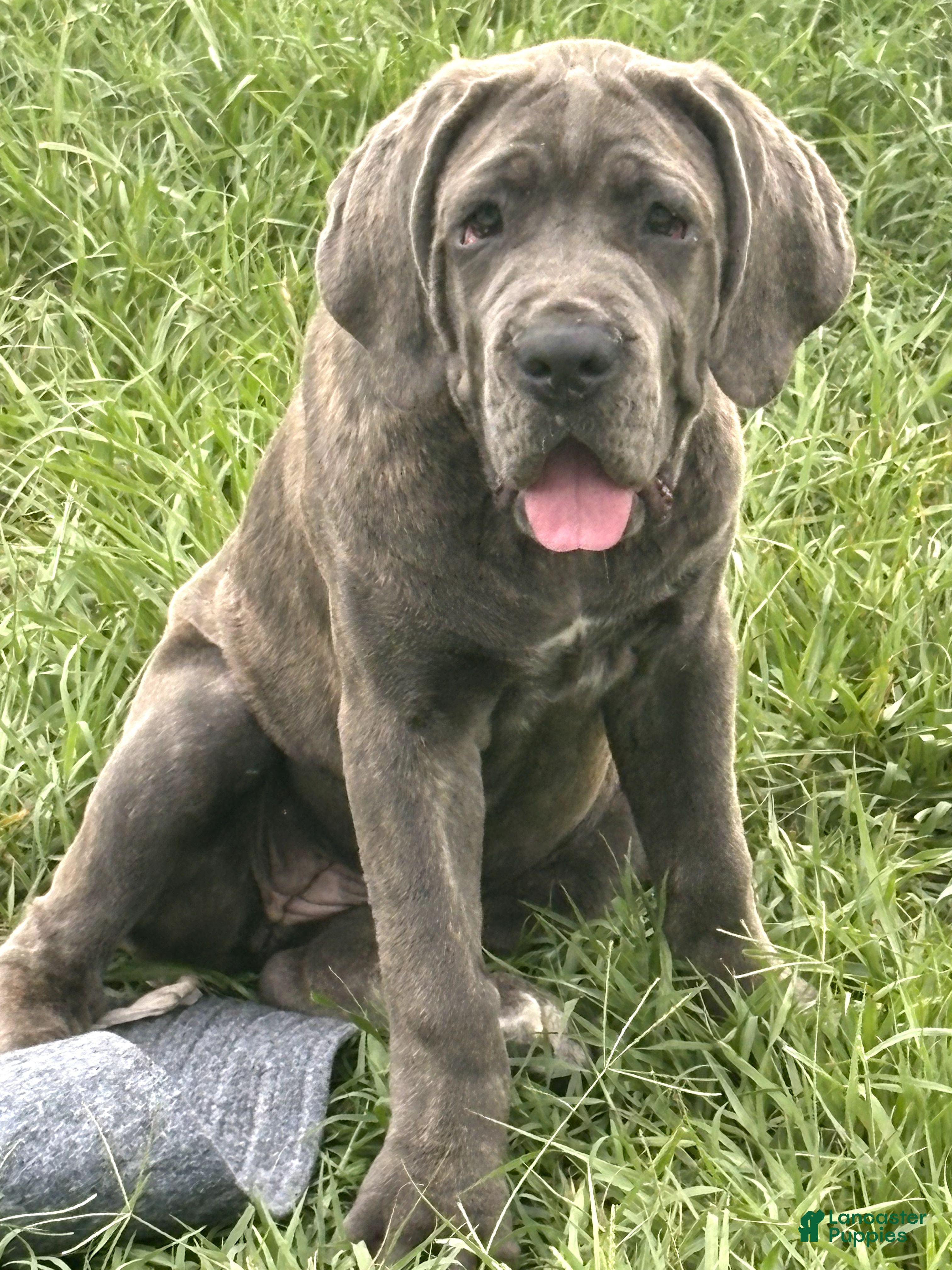 Cane Corso dogs Cane Corso 3 Zola - Ad 10