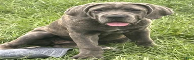 Cane Corso 3 Zola