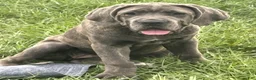 Cane Corso dogs for sale: Cane Corso 3 Zola - Ad 1