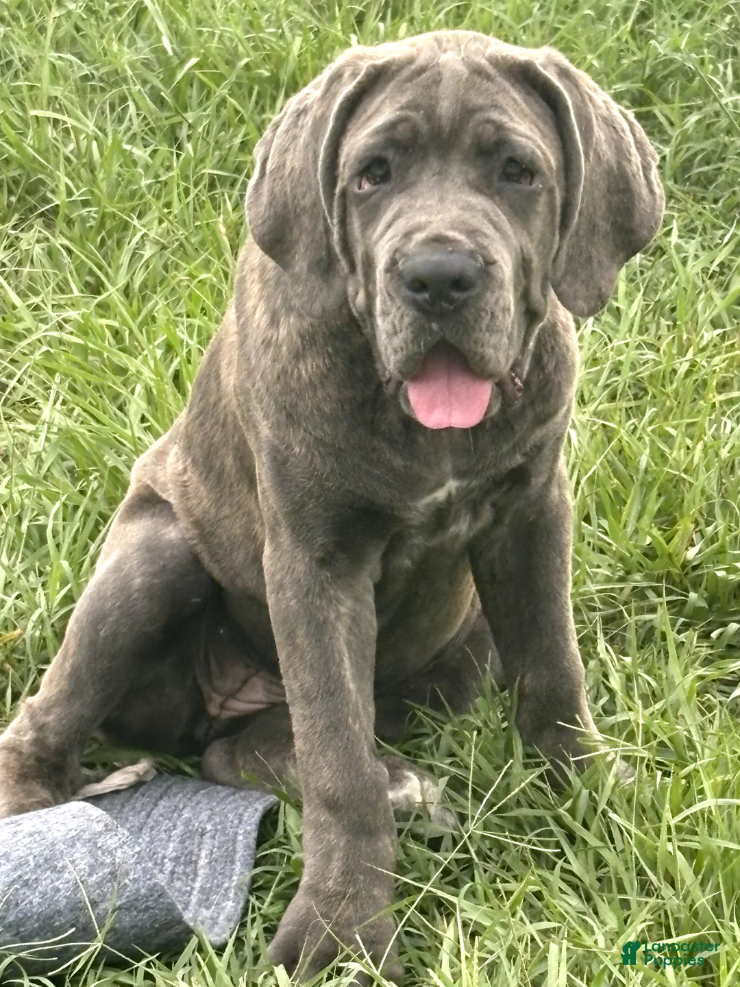 Cane Corso dogs for sale: Cane Corso 3 Zola - Ad 1