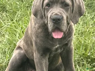 Cane Corso dogs Cane Corso 3 Zola - Ad 10