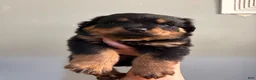 Rottweiler dogs for sale: Rottweiler 1 - Ad 4