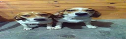 Beagle dogs for sale: Red - Ad 3