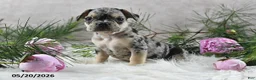 French Bulldog dogs for sale: Jordan - Ad 6
