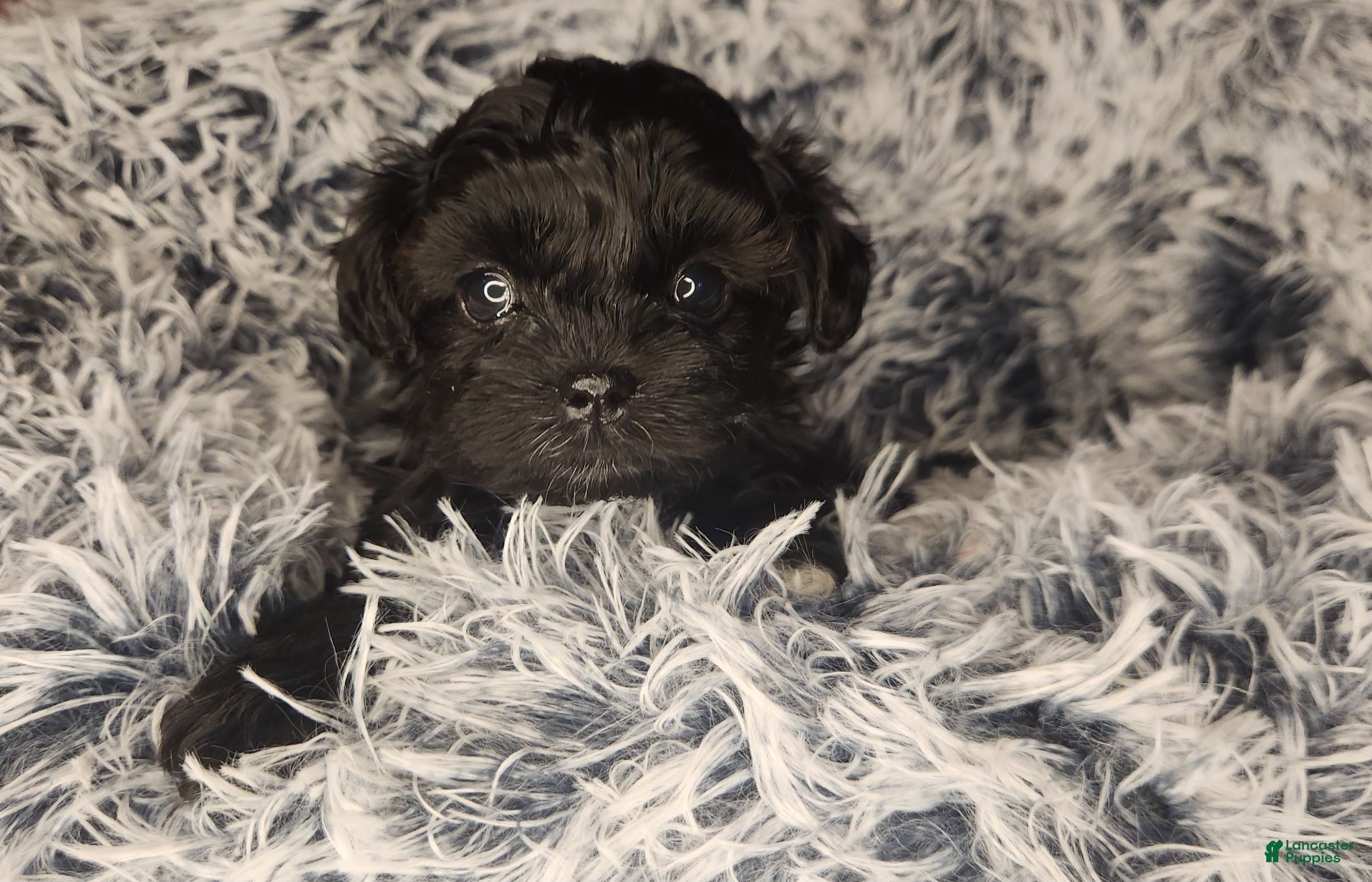 Shihpoo dogs Shihpoo 3 - Ad 40