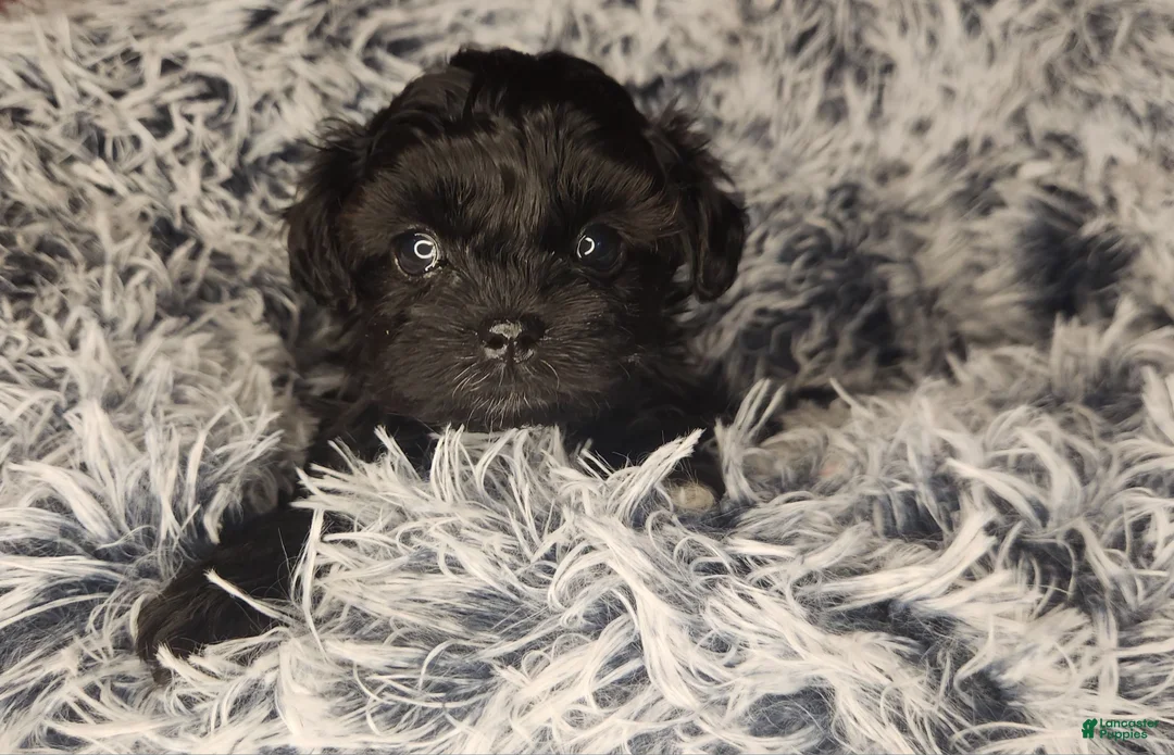 Shihpoo dogs for sale: Shihpoo 3 - Ad 1