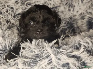 Shihpoo dogs Shihpoo 3 - Ad 42