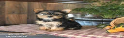 Yorkshire Terrier dogs for sale: Daisy - Ad 4