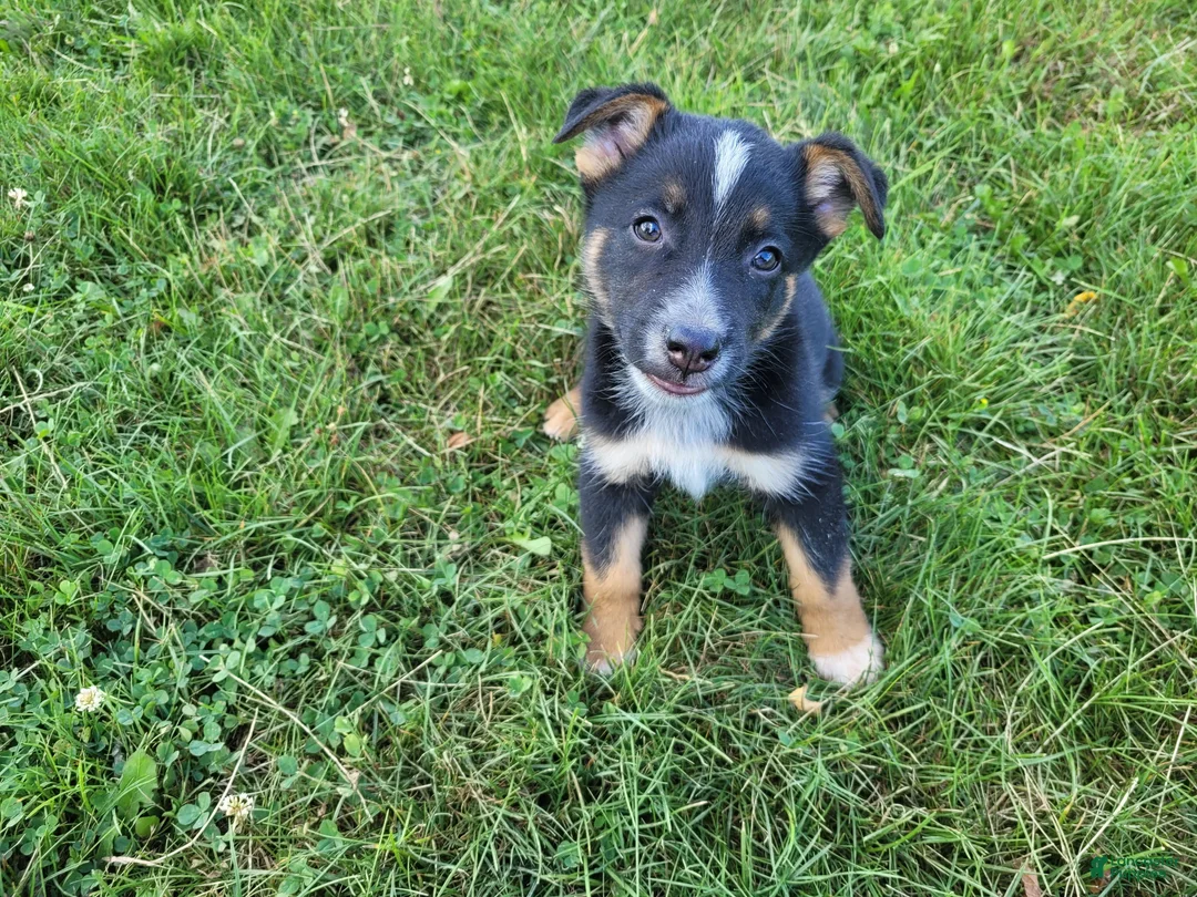 Mixed Breed dogs for sale: Ram - Ad 2