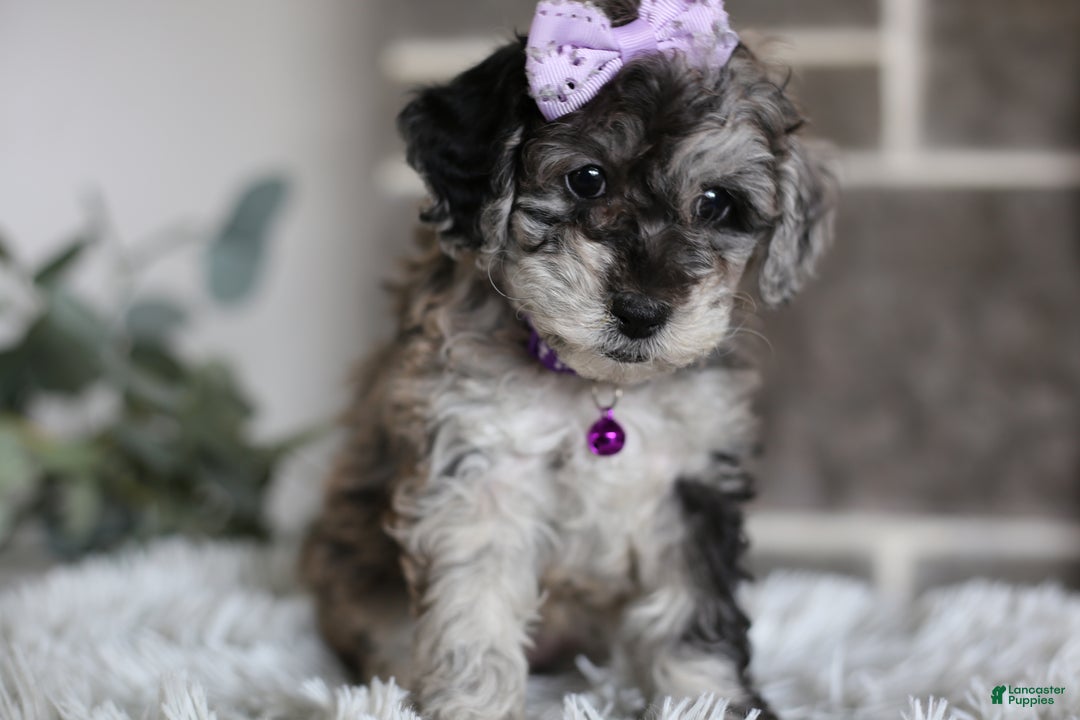 Miniature Poodle dogs for sale: Evie - Ad 15